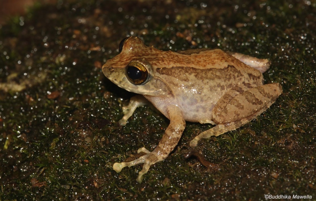 Pseudophilautus fulvus Manamendra-Arachchi & Pethiyagoda, 2005